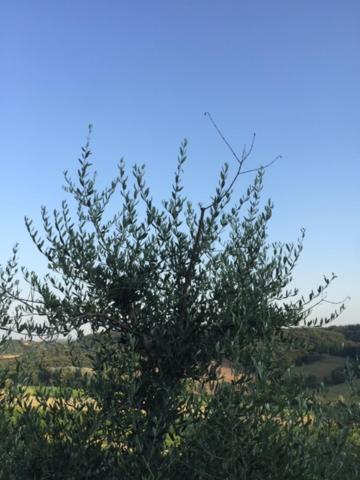 Casa Natura San Gimignano Buitenkant foto
